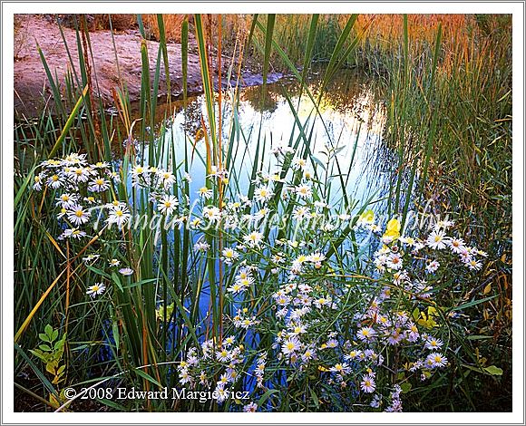 450541B  Wild flowers and a pond along Pine Creek, Utah